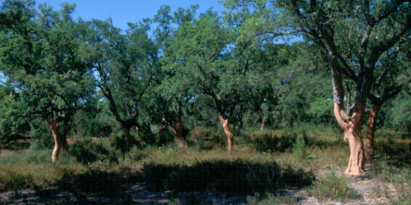 Montado (26)
