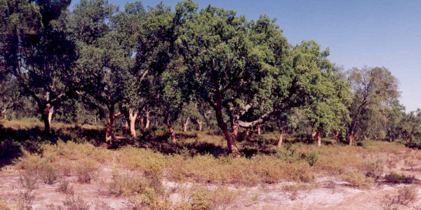 Montado (30)