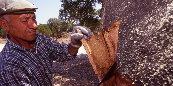 Cork Harvesting 2