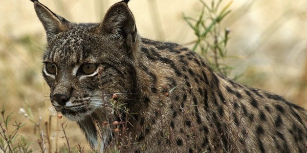Iberian Lynx of the Cork Forest