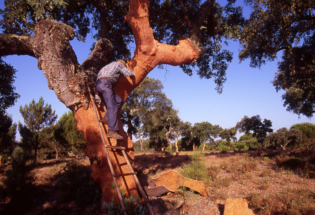 Real Cork Harvesting in the Montado of Portugal