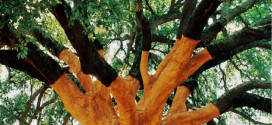 Whistler Tree