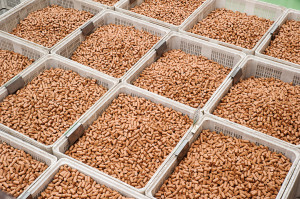 Wine Cork Industry