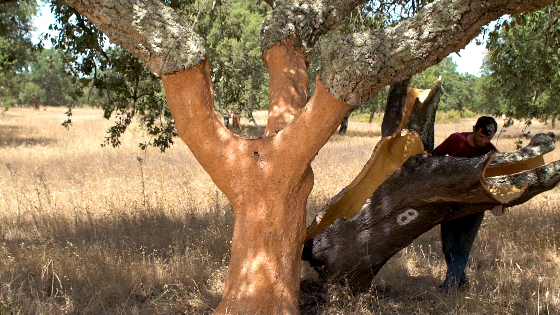 Portugal Makes Over 40 Million Cork Wine Stoppers a Day Witness Their